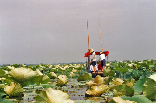auf dem Lotussee bei Yueyang