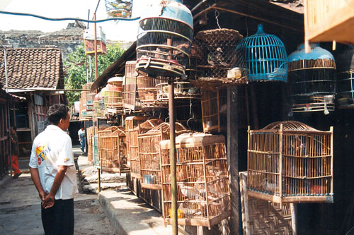 Vogelmarkt in Yogya