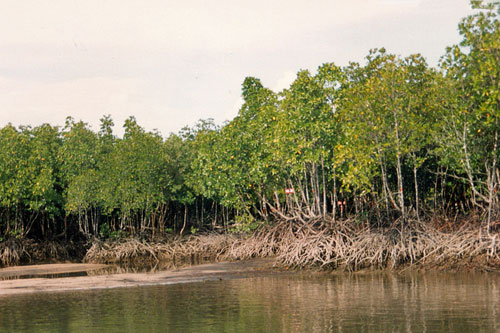 Rckfahrt durch die Mangroven