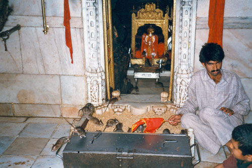 Karni-Mata-Tempel in Deshnok