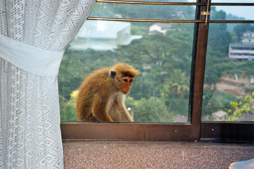 Affe am Hotelfenster in Kandy