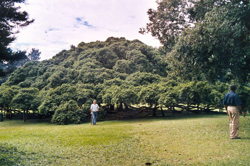 Benjamini im botanischen Garten bei Kandy