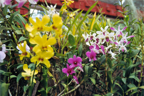 Orchideen im botanischen Garten bei Kandy