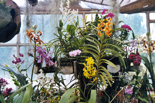 Orchideen im botanischen Garten bei Kandy