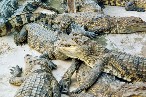 faule Krokodile in Long Xuyen