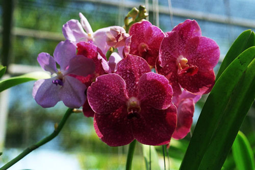 Orchideen Farm