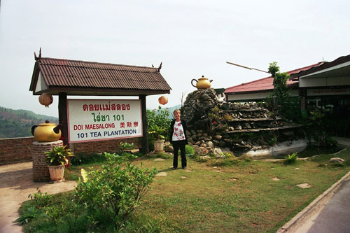 Teeplantage bei Mae Salong