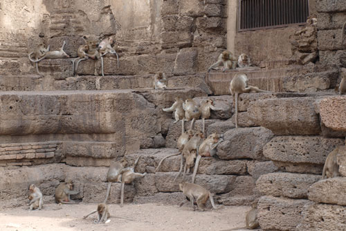Affen im Gelnde des Phra Prang Sam Yot 