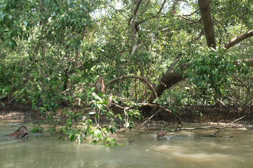 schwimmende Makaken im Mangrovenwald