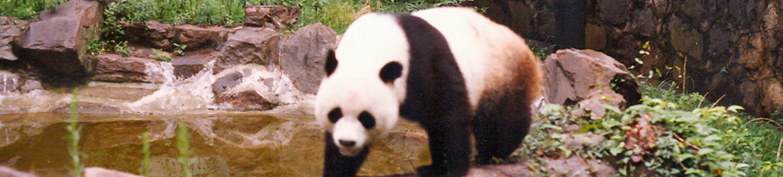 Panda im Zoo von Hangzhou
