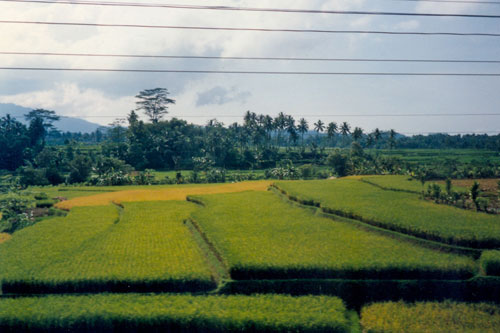 Blick aus dem Zug: Reisfelder 