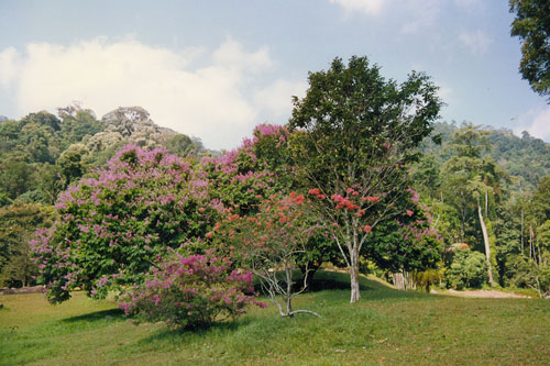 Botanischen Garten in Penang