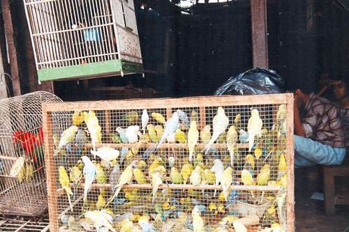 Vogelmarkt in Yogya