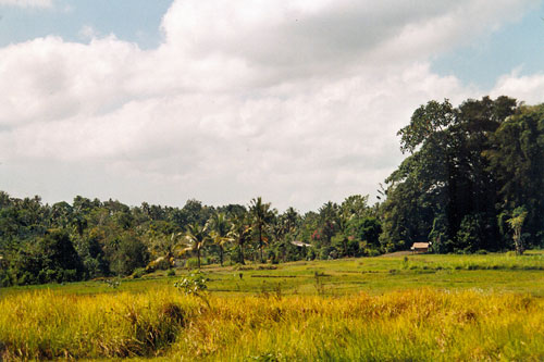 Landschaft bei Mengwi