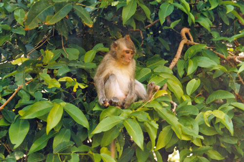 Affen in einem Wald bei Mengwi