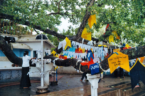 Bodhi Baum in Kalutara