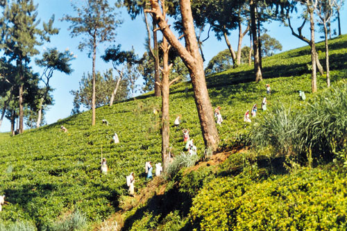 Teeplantage auf dem Weg nach Nuwara Eliya