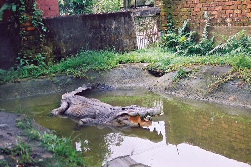 Jongs Krokodilfarm in Kuching