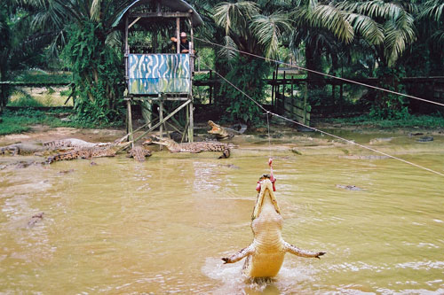 Jongs Krokodilfarm in Kuching