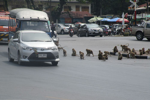 Affen mitten auf der Strasse