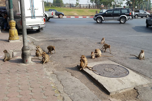 Affen mitten auf der Strasse
