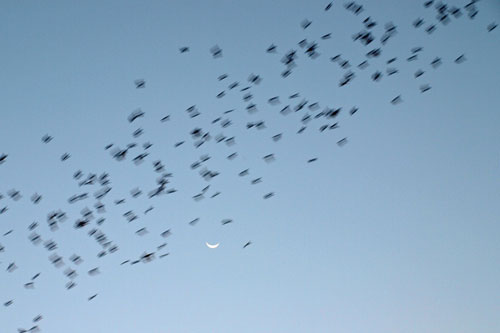 Flederm�use fliegen aus am Khao Wongkhot Tempel