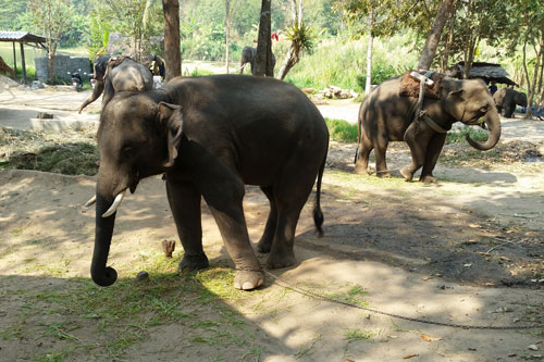 im Thai Elephant Conservation Center