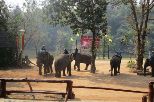 im Thai Elephant Conservation Center