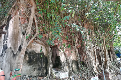 Wat Bang Kung, der Tempel im Baum