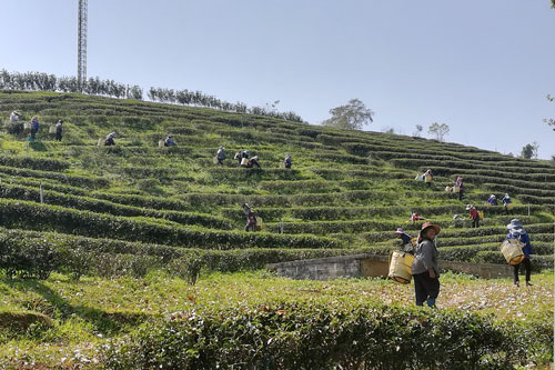 Teeplantage 101 bei Mae Salong
