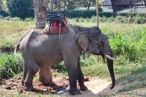 Elefantencamp im Ruam Mit Village