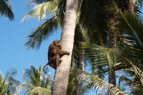 Affen für die Kokosnussernte