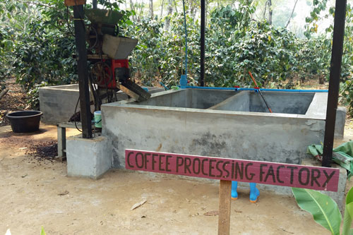 Kaffeeplantage Lak 40